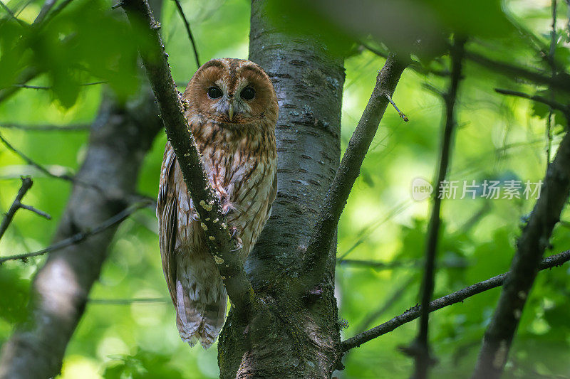 雌性茶色猫头鹰(Strix aluco)